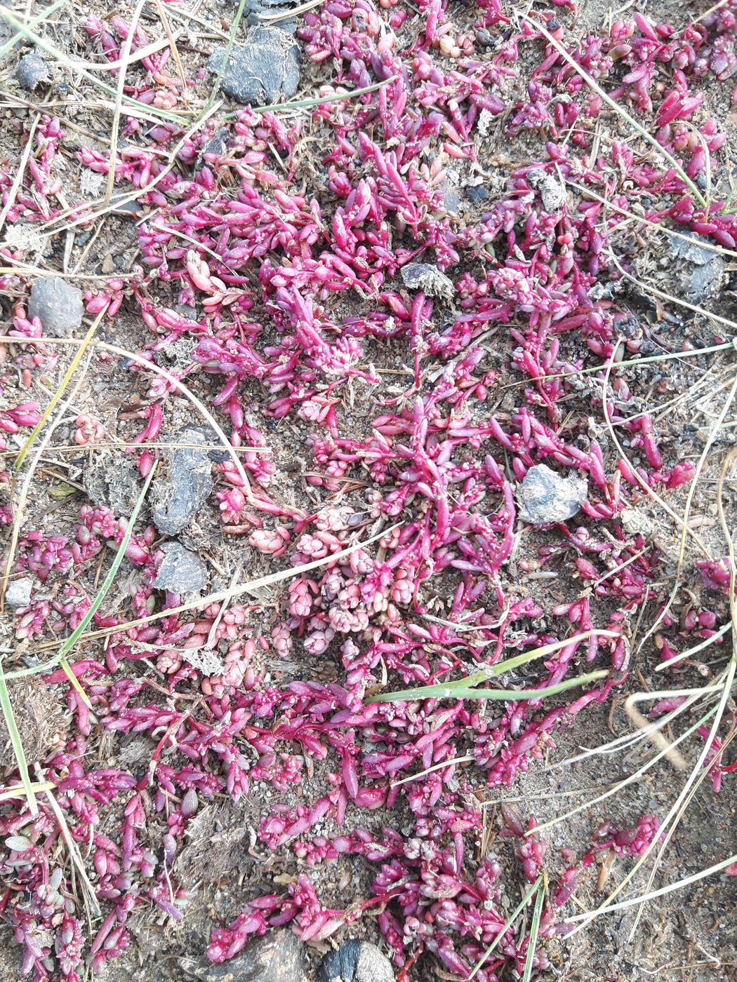Image of genus Suaeda specimen.