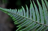 Dryopteris affinis