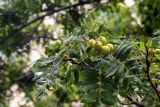 Sorbus domestica. Верхушка ветки с соплодием. Южный Берег Крыма, пос. Партенит, в культуре. 20.09.2019.