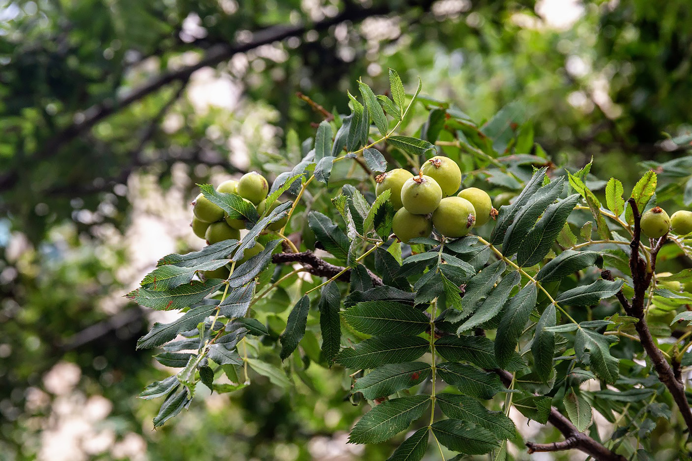 Изображение особи Sorbus domestica.