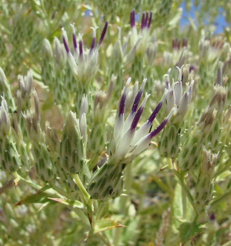 Image of Anura pallidivirens specimen.