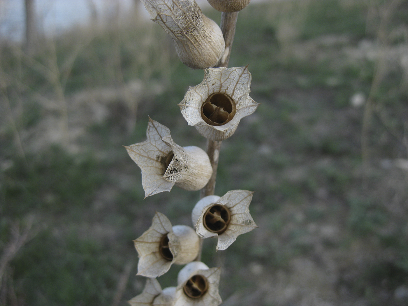 Image of Hyoscyamus niger specimen.