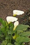 Zantedeschia aethiopica. Цветущее растение. США, Калифорния, Сан-Франциско, в озеленении. 15.02.2017.