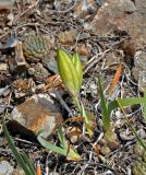 Iris humilis