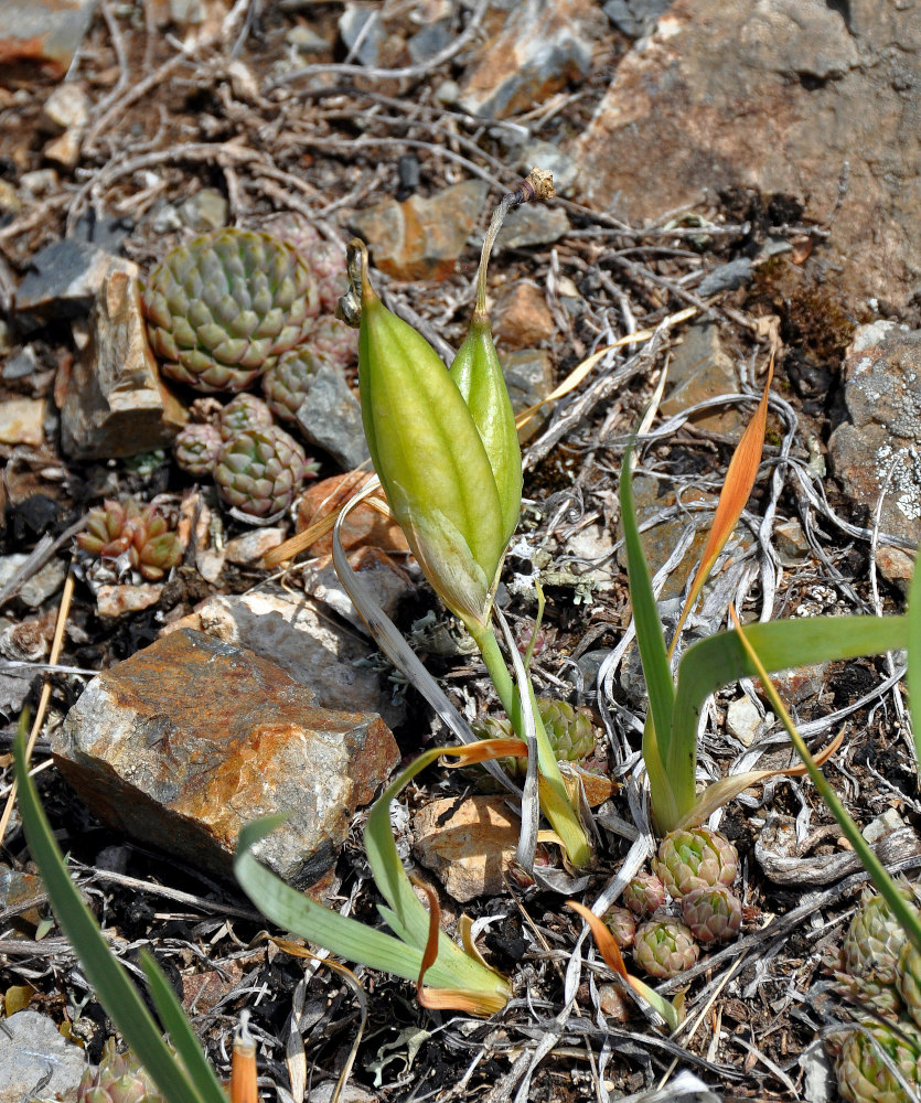 Image of Iris humilis specimen.