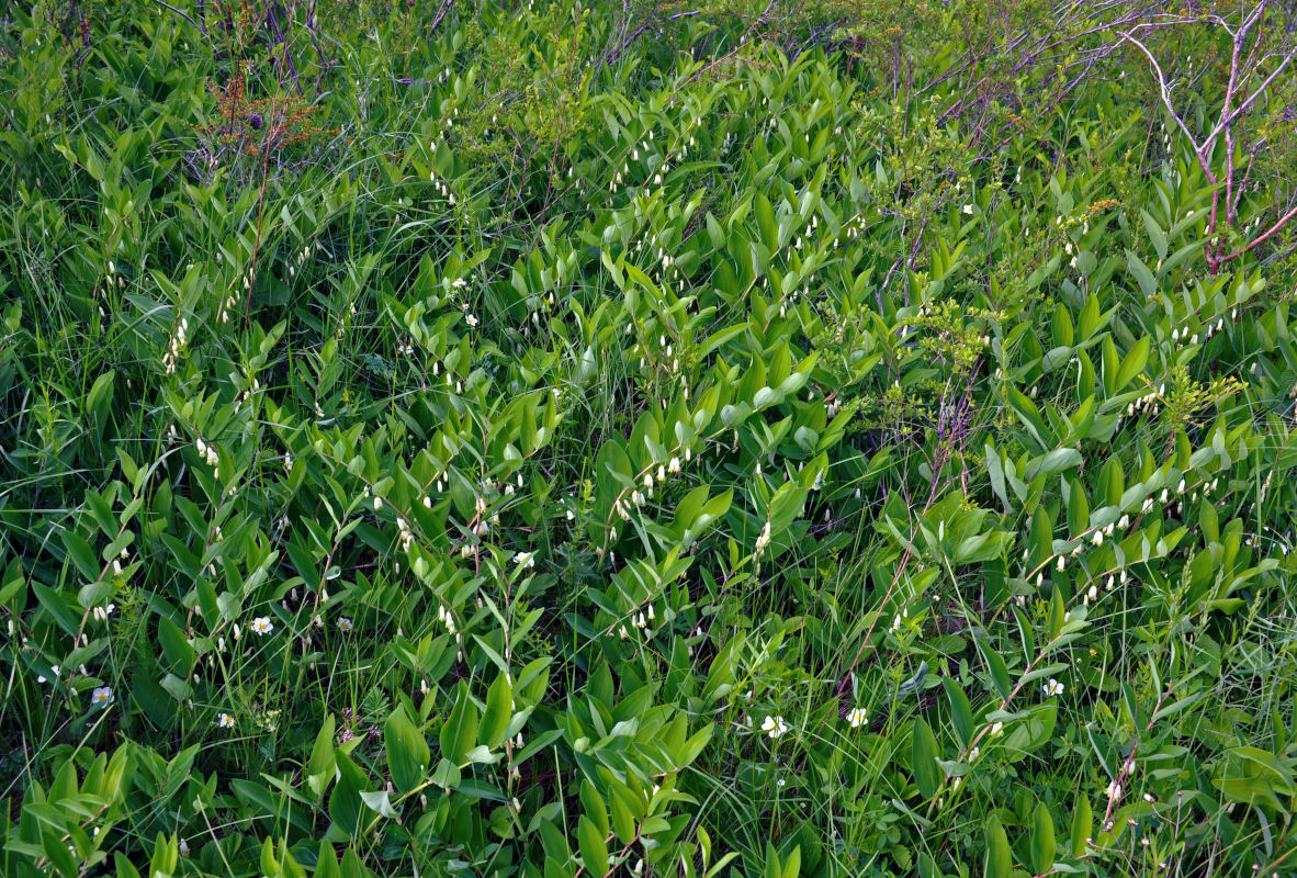 Изображение особи Polygonatum odoratum.