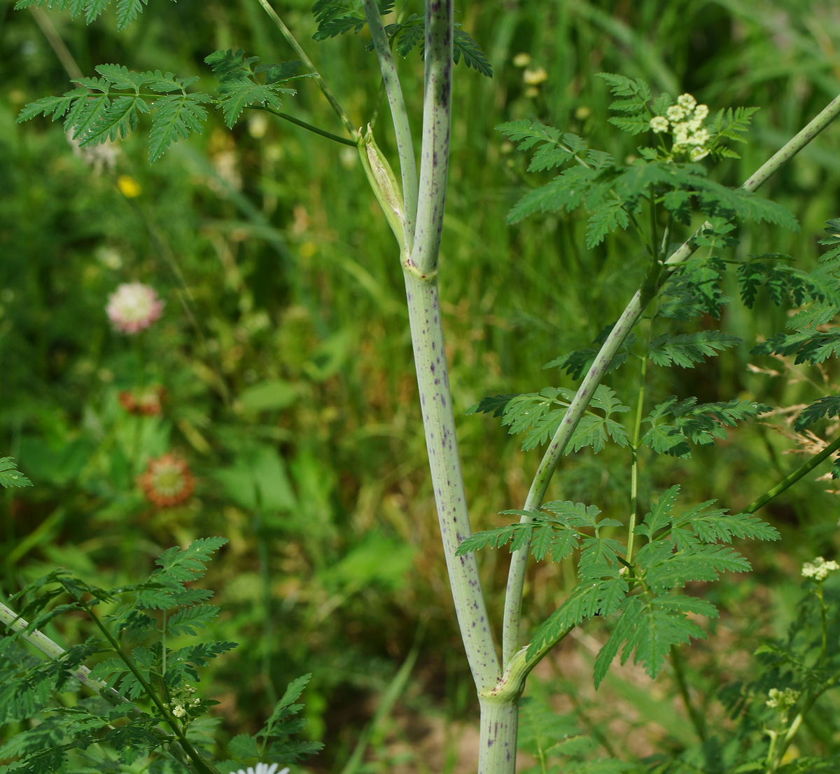 Изображение особи Conium maculatum.