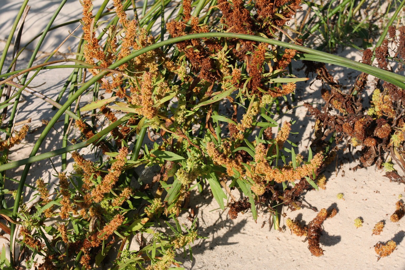 Image of Rumex maritimus specimen.