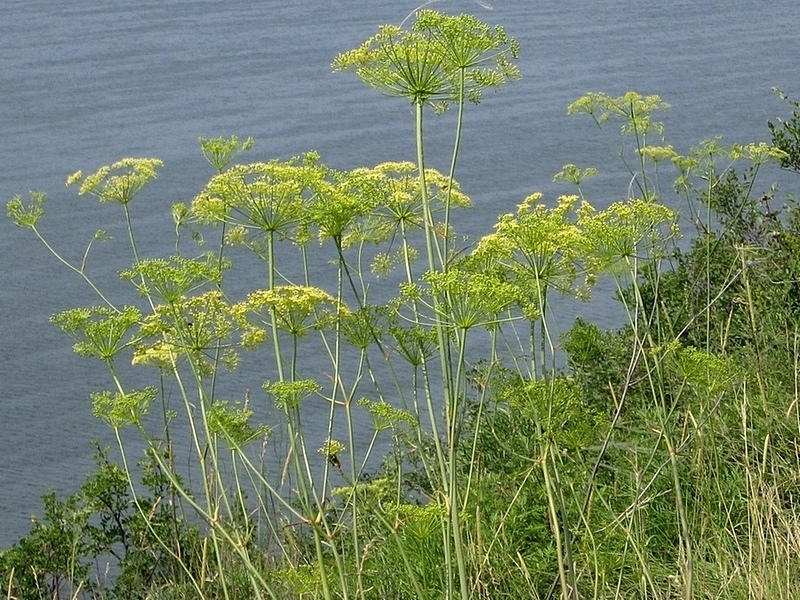 Изображение особи Peucedanum morisonii.