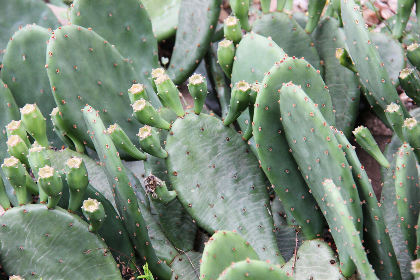 Image of Opuntia humifusa specimen.