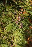 Chamaecyparis nootkatensis