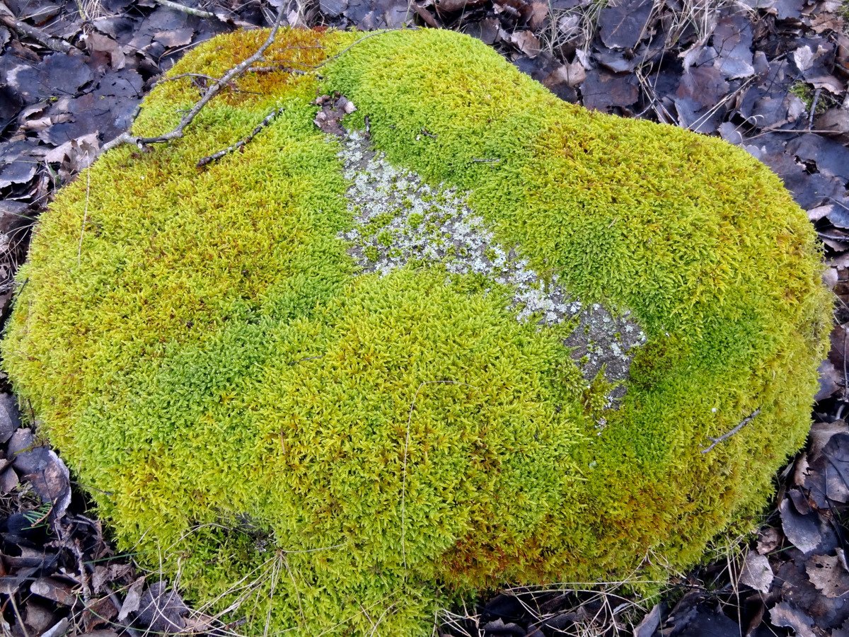 Image of Hypnum cupressiforme specimen.