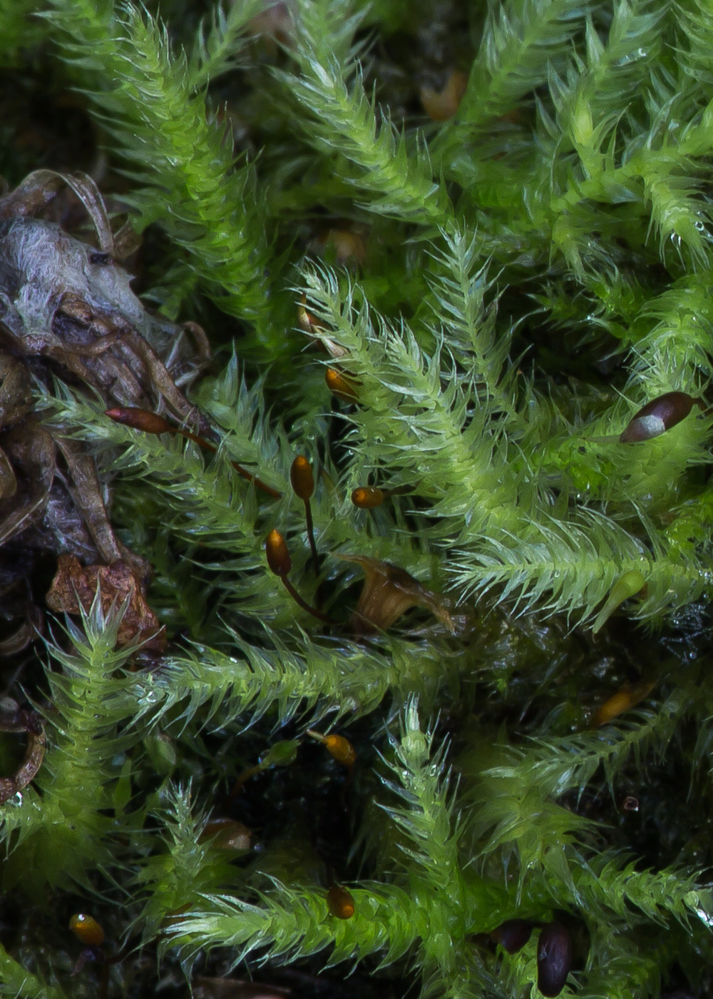 Изображение особи род Brachythecium.