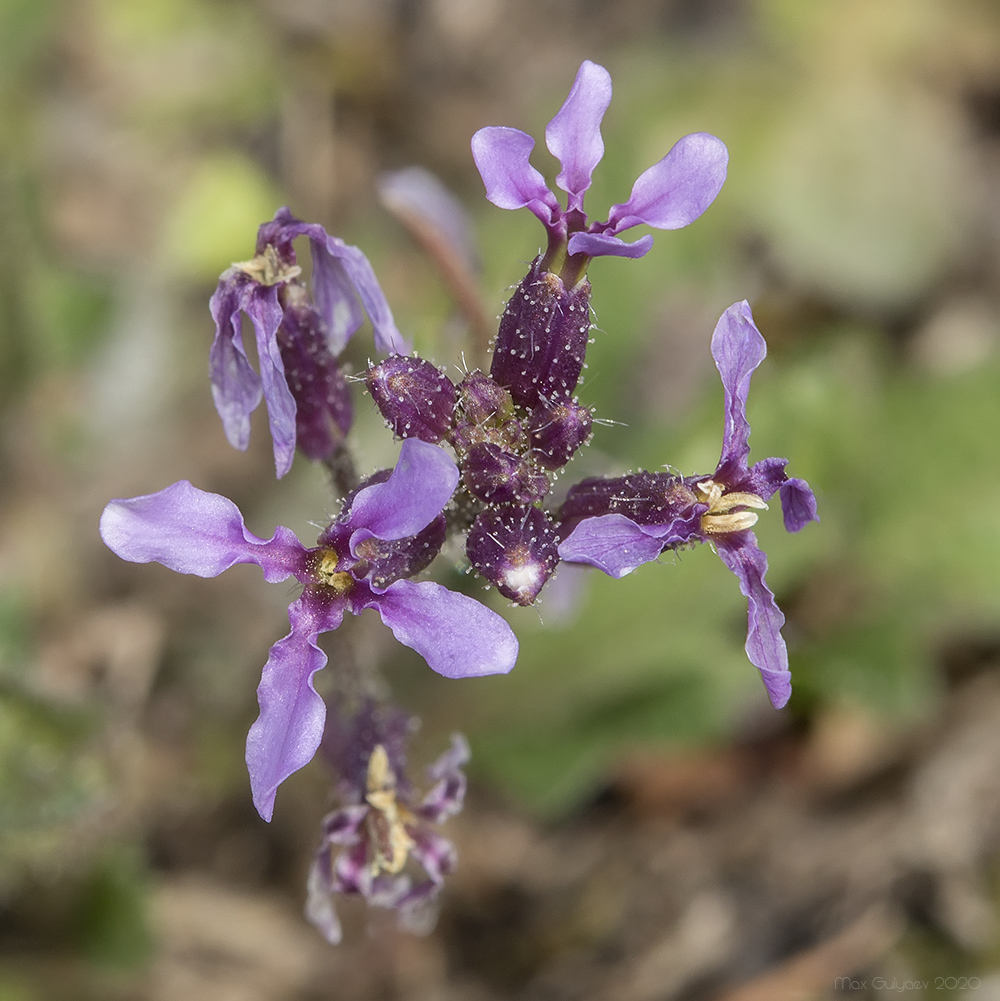 Изображение особи Chorispora tenella.