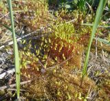 род Bryum