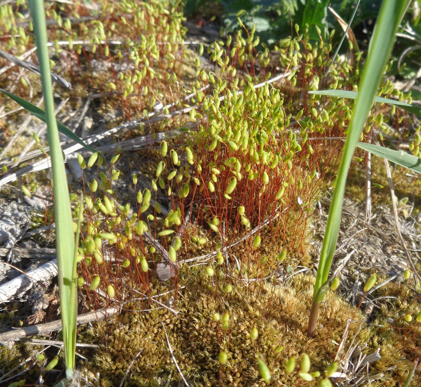 Image of genus Bryum specimen.