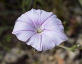 Convolvulus cantabrica