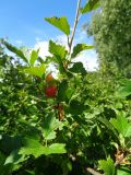 Ribes alpinum