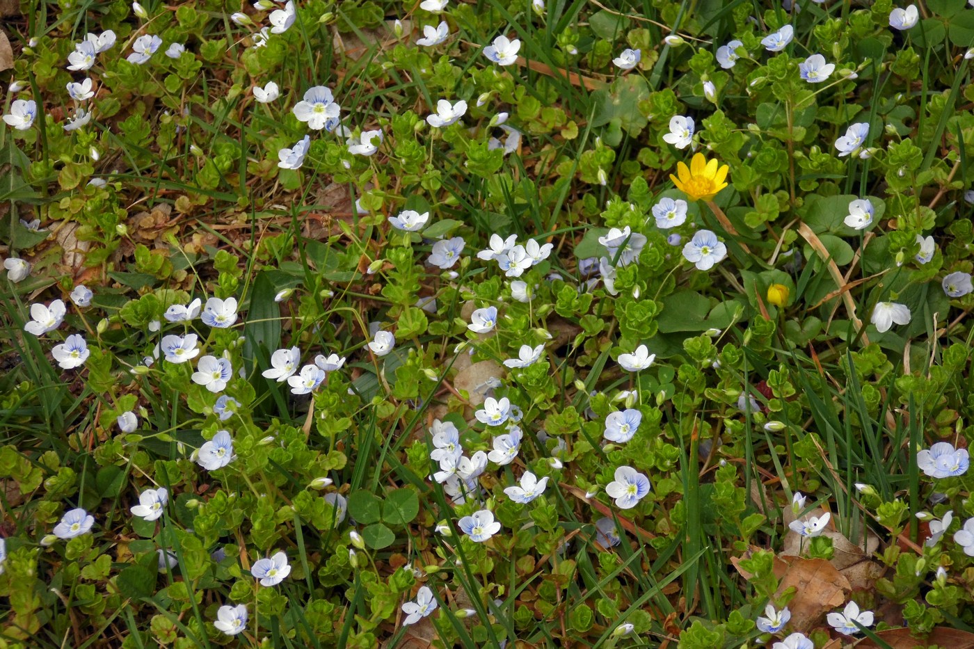 Image of Veronica filiformis specimen.