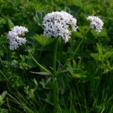 Valeriana wolgensis