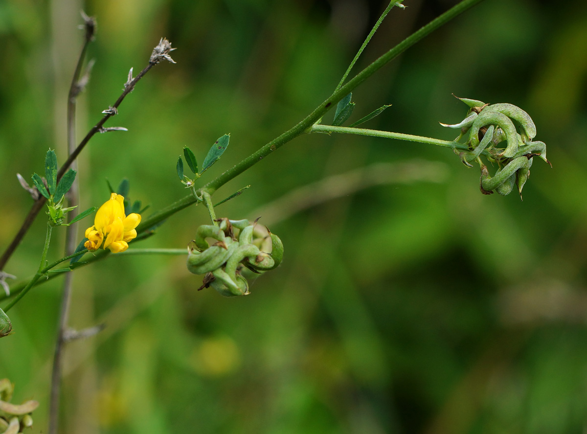 Изображение особи Medicago falcata.