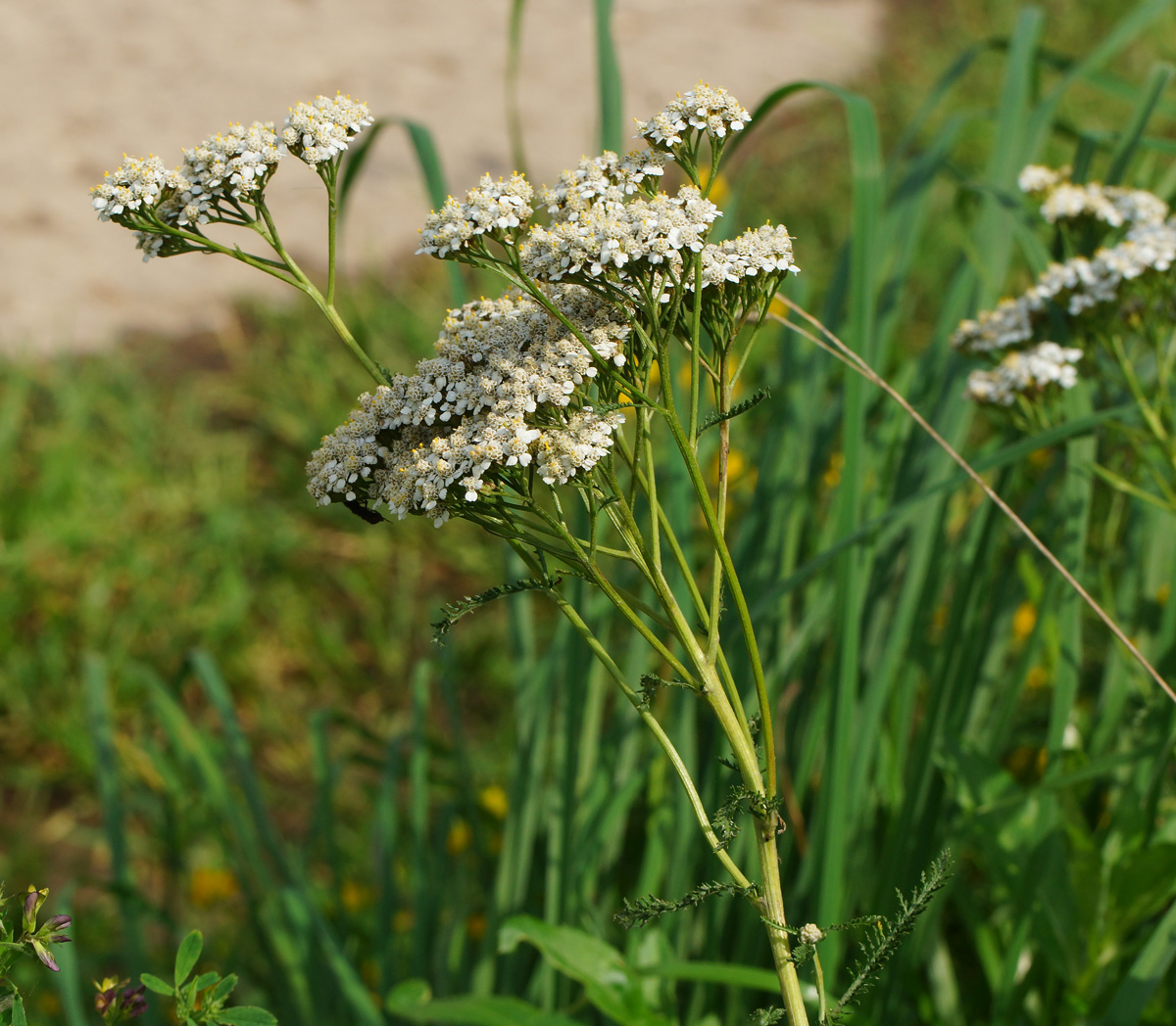 Image of Achillea millefolium specimen.