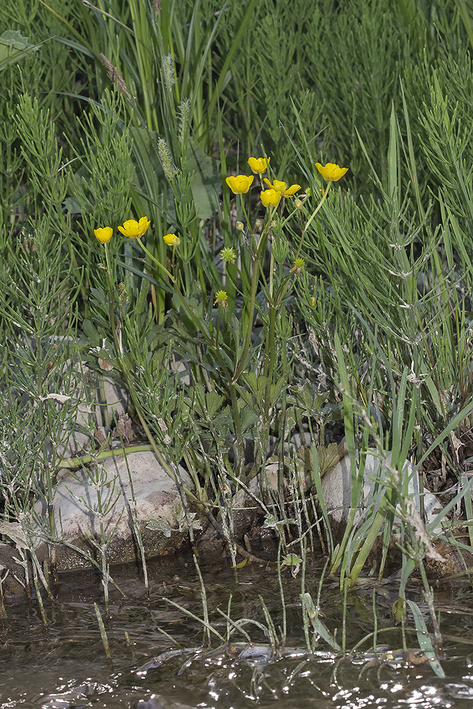 Изображение особи Ranunculus repens.