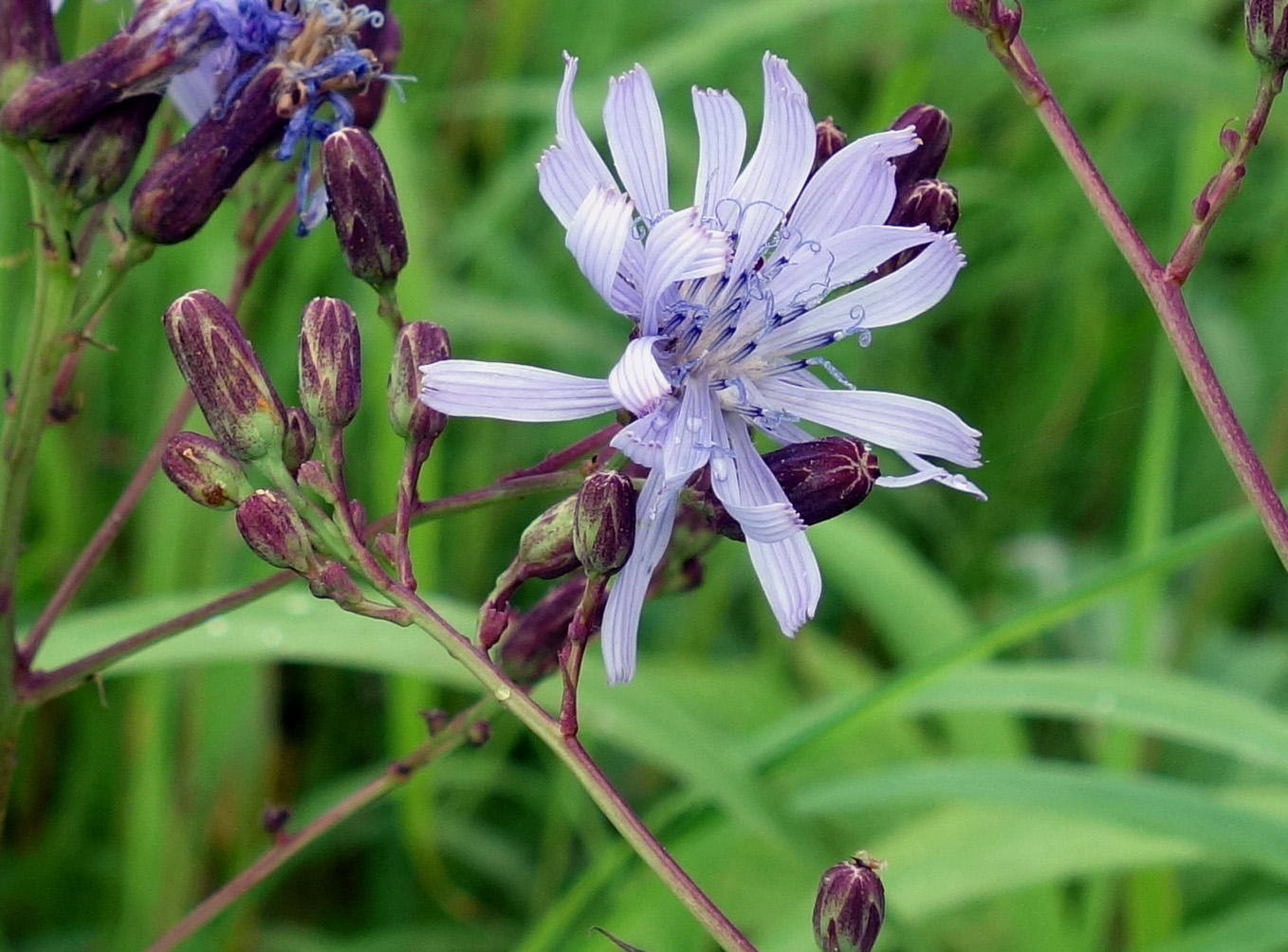 Изображение особи Lactuca sibirica.