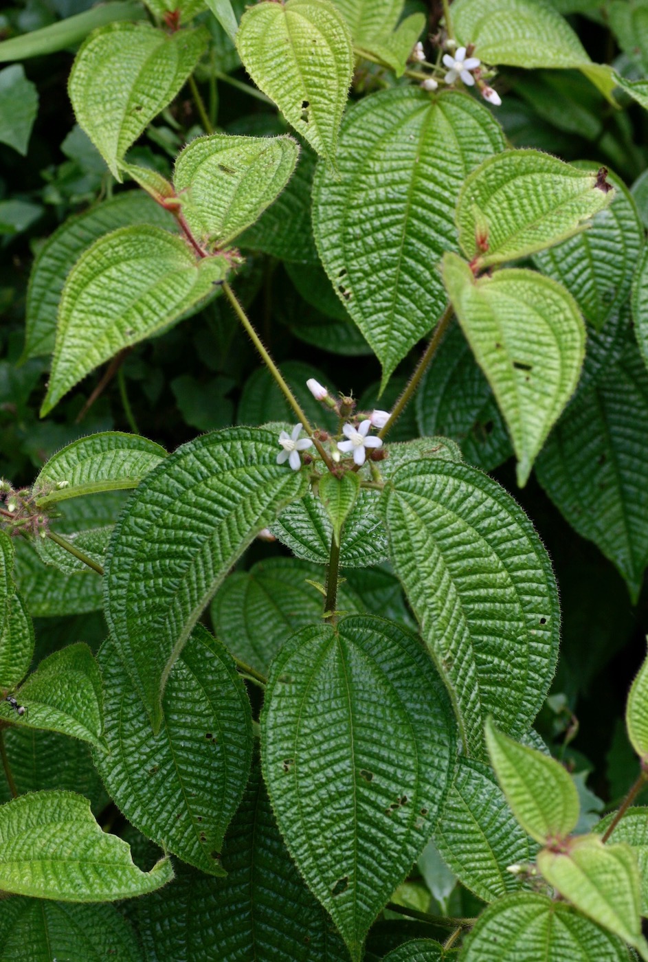 Image of Miconia crenata specimen.