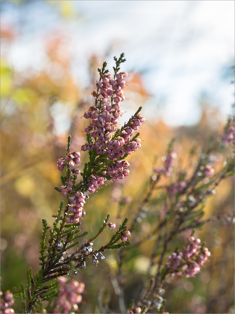 Image of Calluna vulgaris specimen.