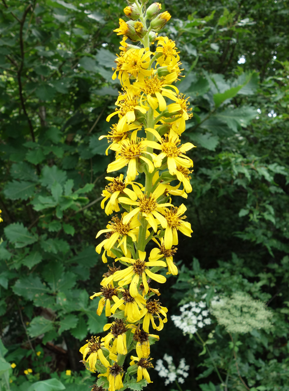 Изображение особи Ligularia fischeri.