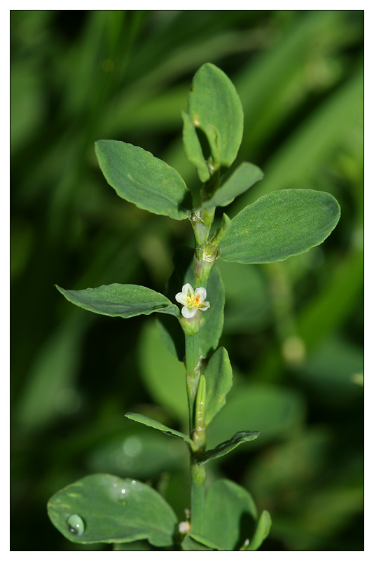 Image of Polygonum aviculare specimen.