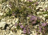 Thymus calcareus