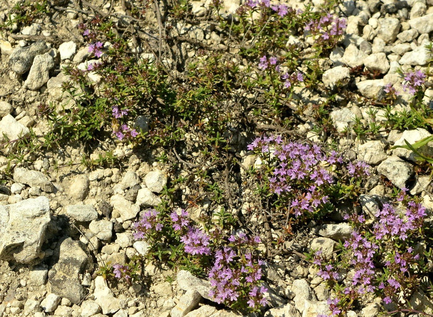 Изображение особи Thymus calcareus.