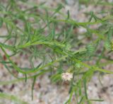Nolletia tenuifolia. Верхушки веточек с бутонизирующими соцветиями и соплодием. Намибия, регион Khoma, ок. 40 км западнее г. Виндхук, \"Eagle Rock Guest Farm\"; плато Khomas, ок. 1900 м н. у. м., саванновое редколесье. 22.02.2020.