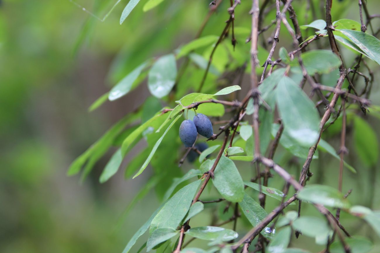 Image of Lonicera altaica specimen.