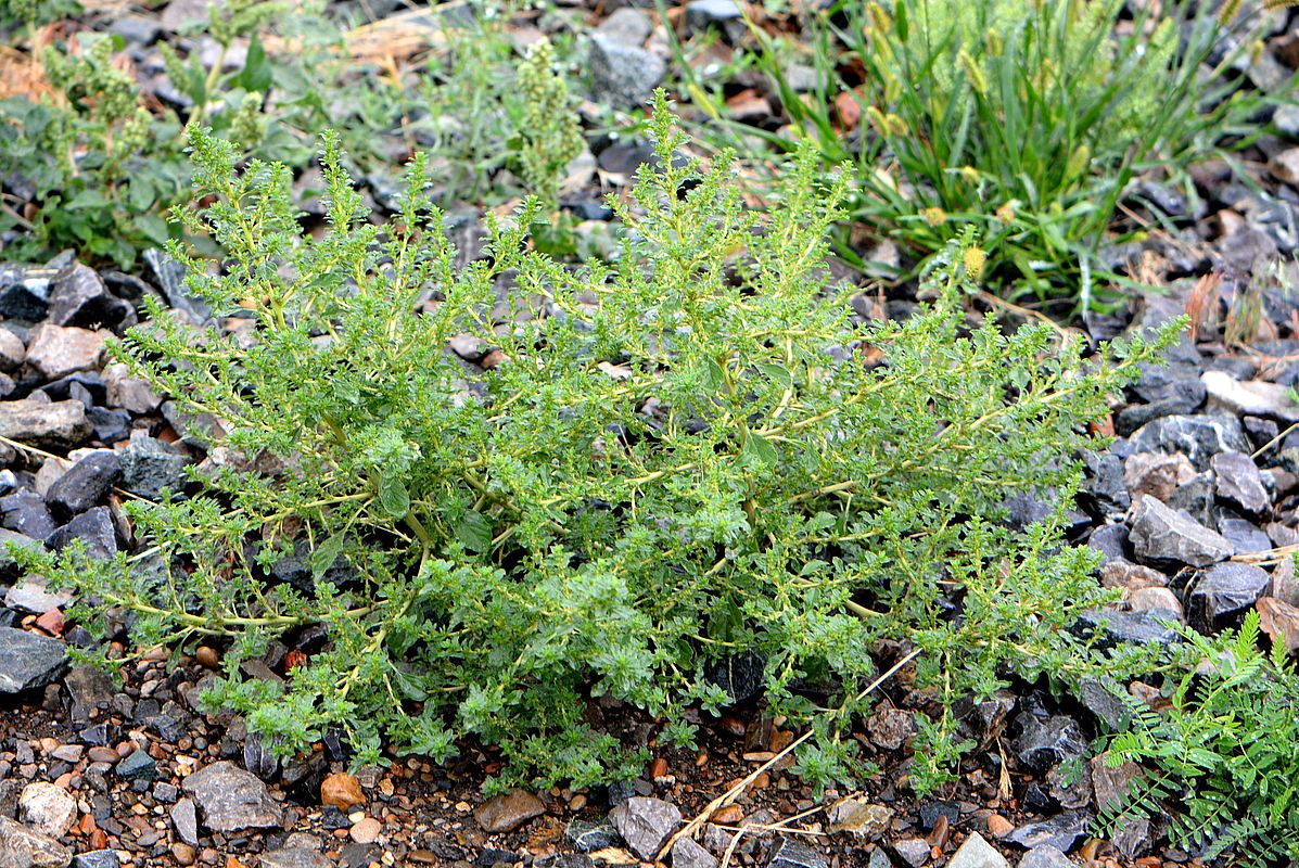 Image of Amaranthus albus specimen.