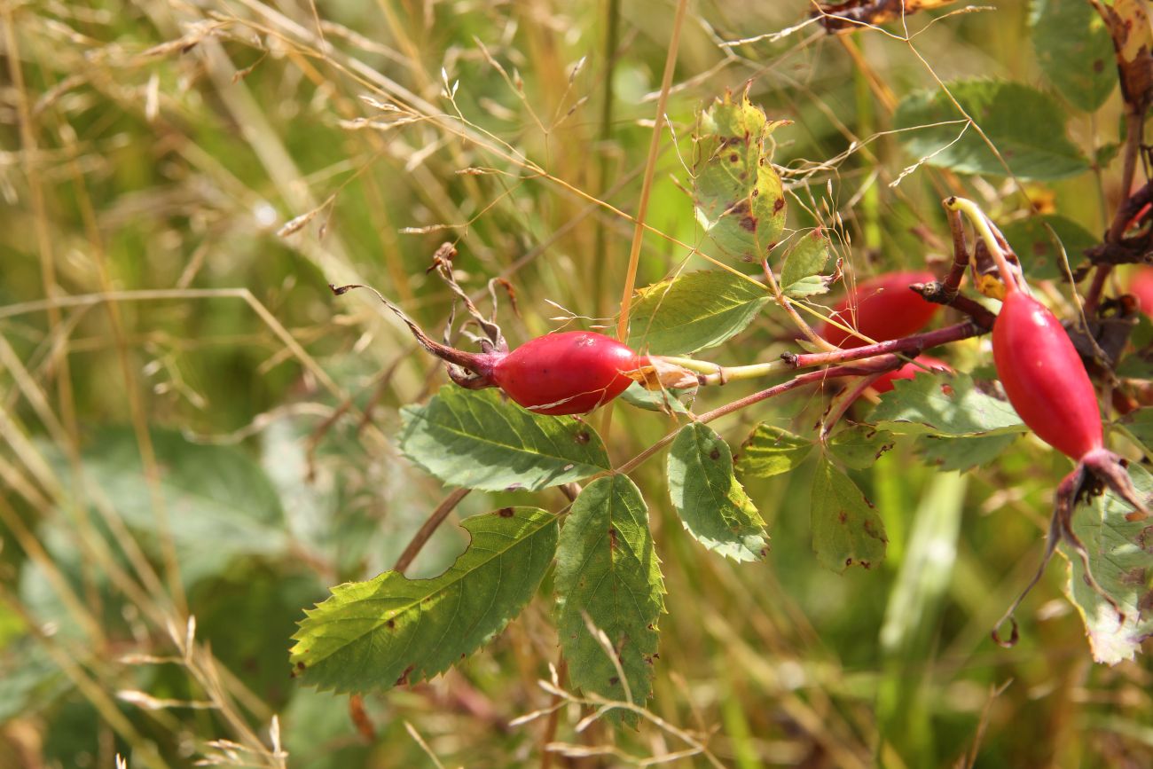 Image of genus Rosa specimen.