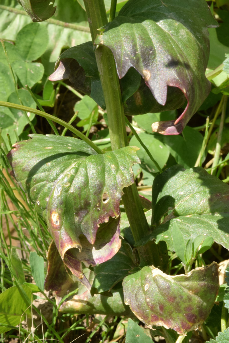 Image of Barbarea arcuata specimen.