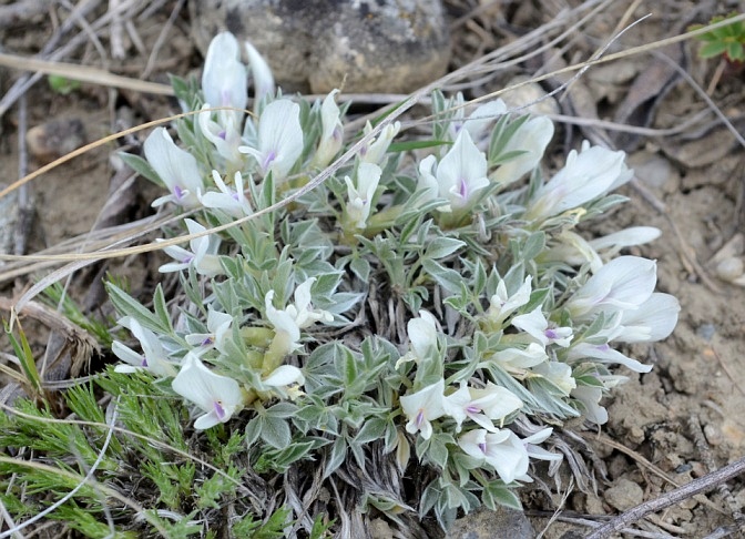 Image of Astragalus gilviflorus specimen.