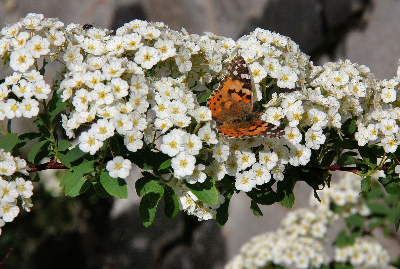 Image of genus Spiraea specimen.