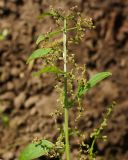 Lipandra polysperma