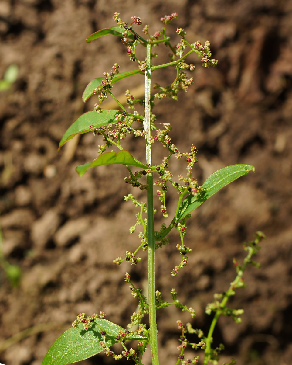 Изображение особи Lipandra polysperma.