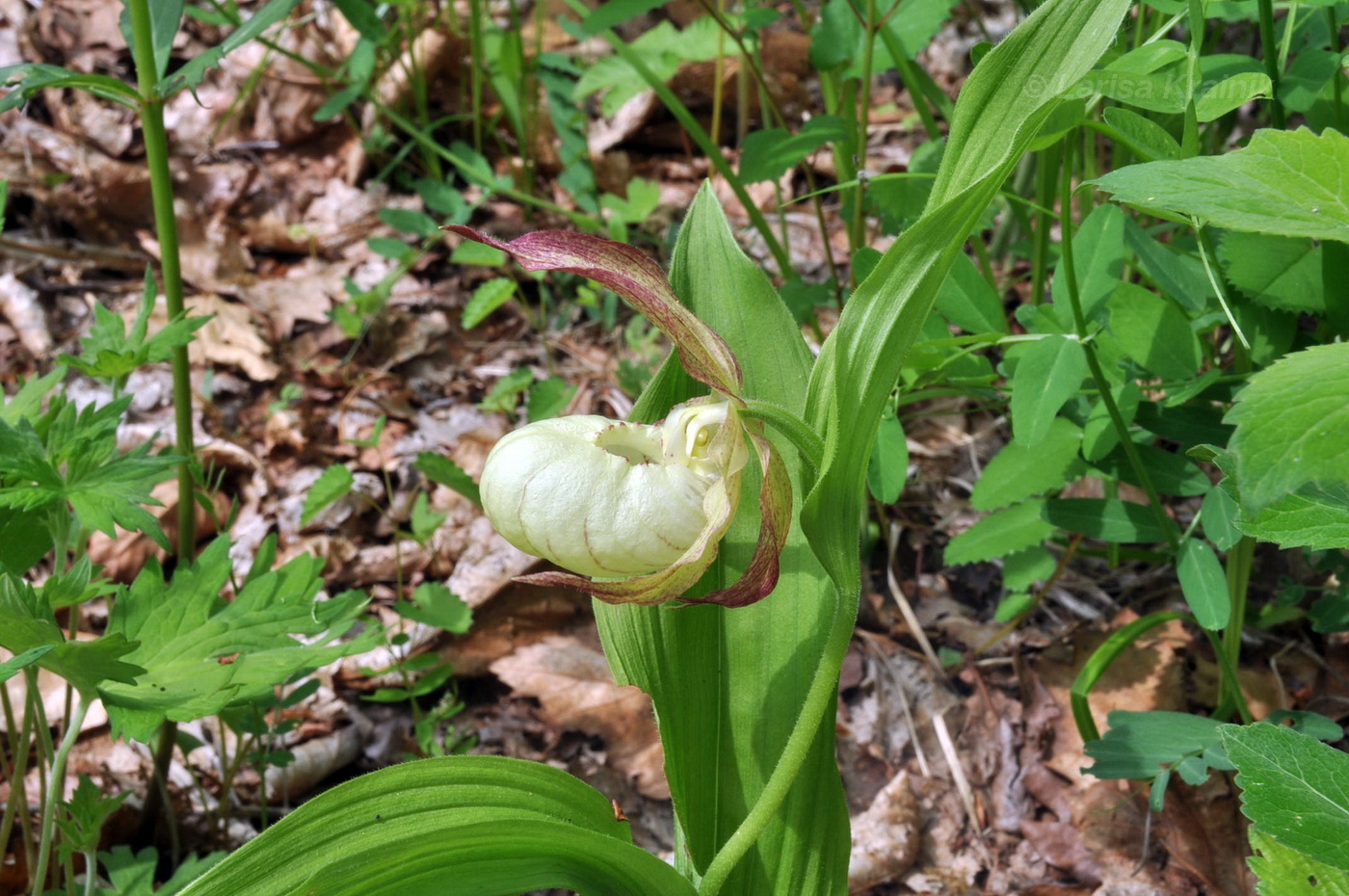 Image of Cypripedium &times; ventricosum specimen.