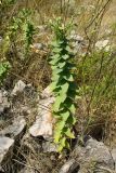 Linaria genistifolia subspecies dalmatica. Цветущее и плодоносящее растение. Хорватия, Дубровник, гора Srd, травянистый склон с одиночными кустарниками. 28 августа 2010 г.
