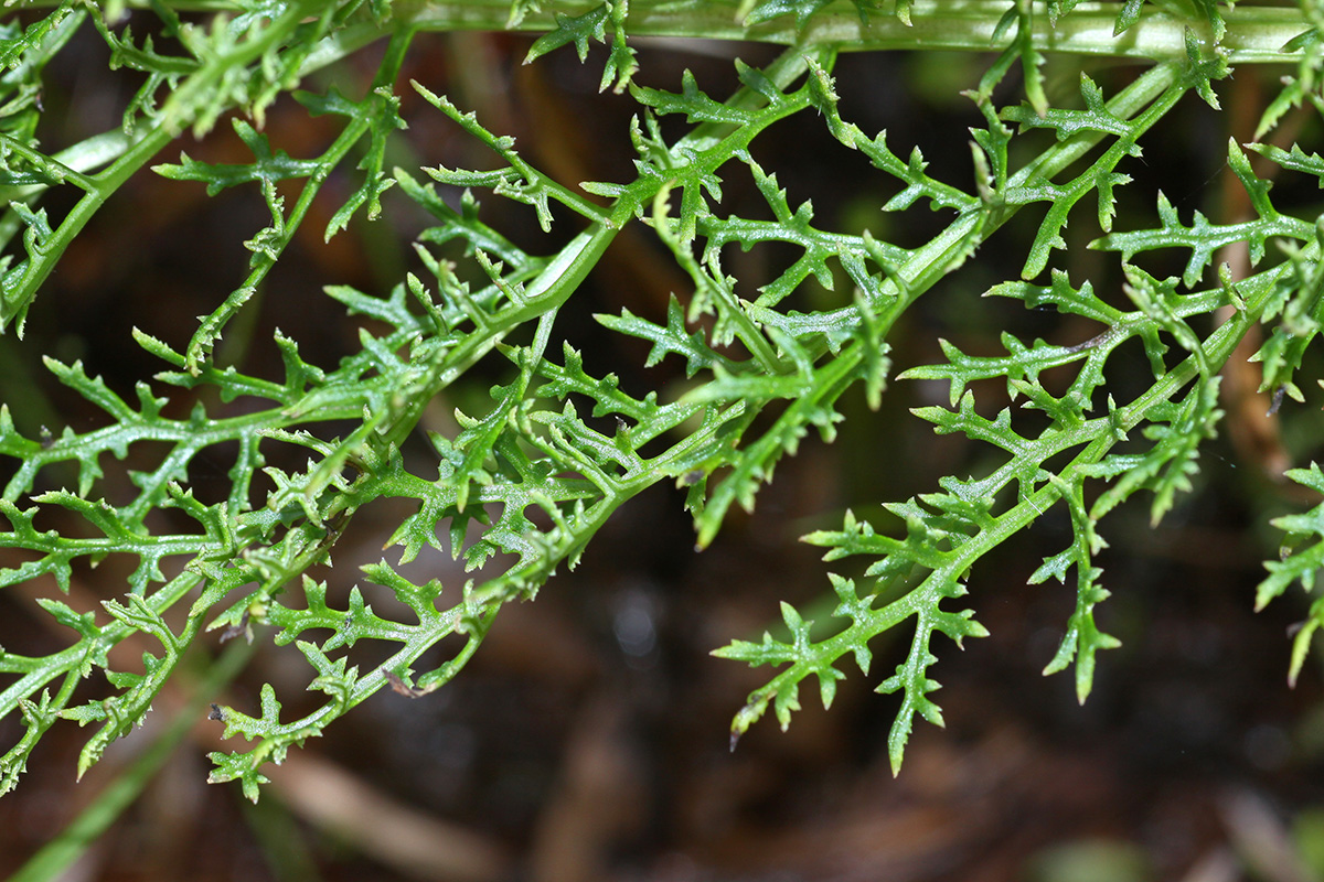 Изображение особи Pedicularis grandiflora.