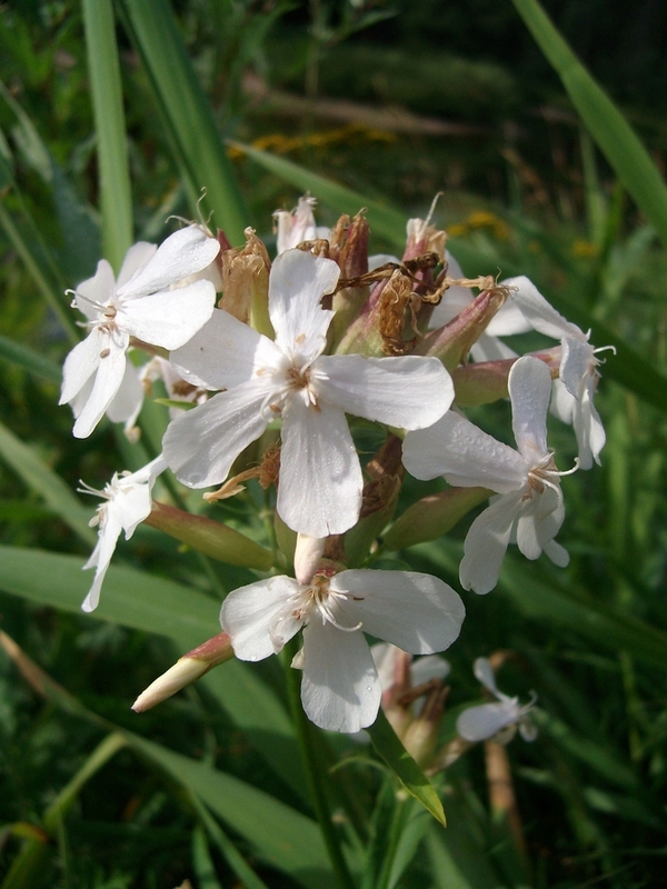 Изображение особи Saponaria officinalis.