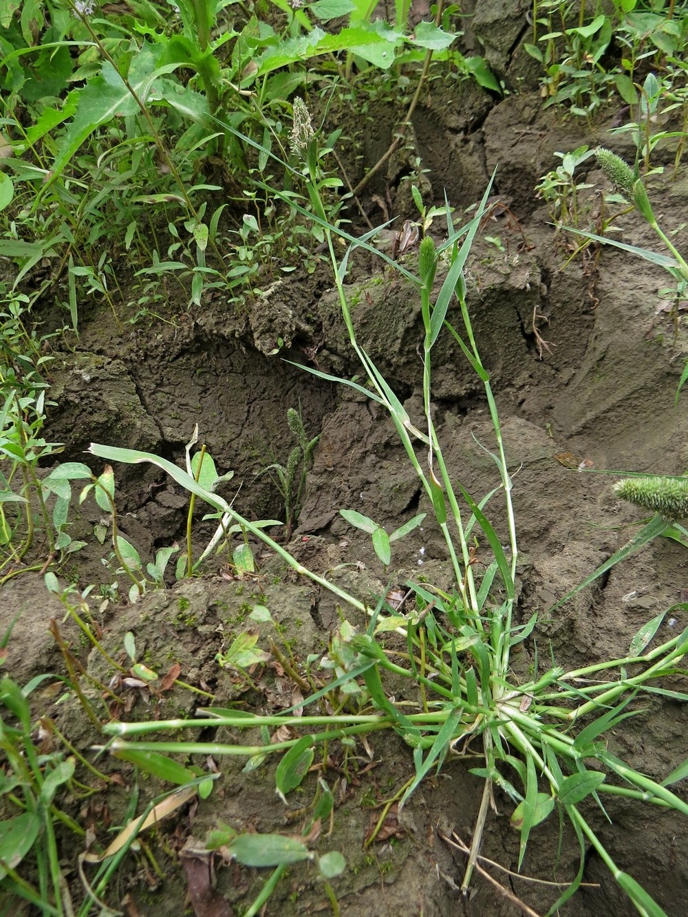 Image of Crypsis schoenoides specimen.