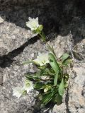 Gentiana olivieri