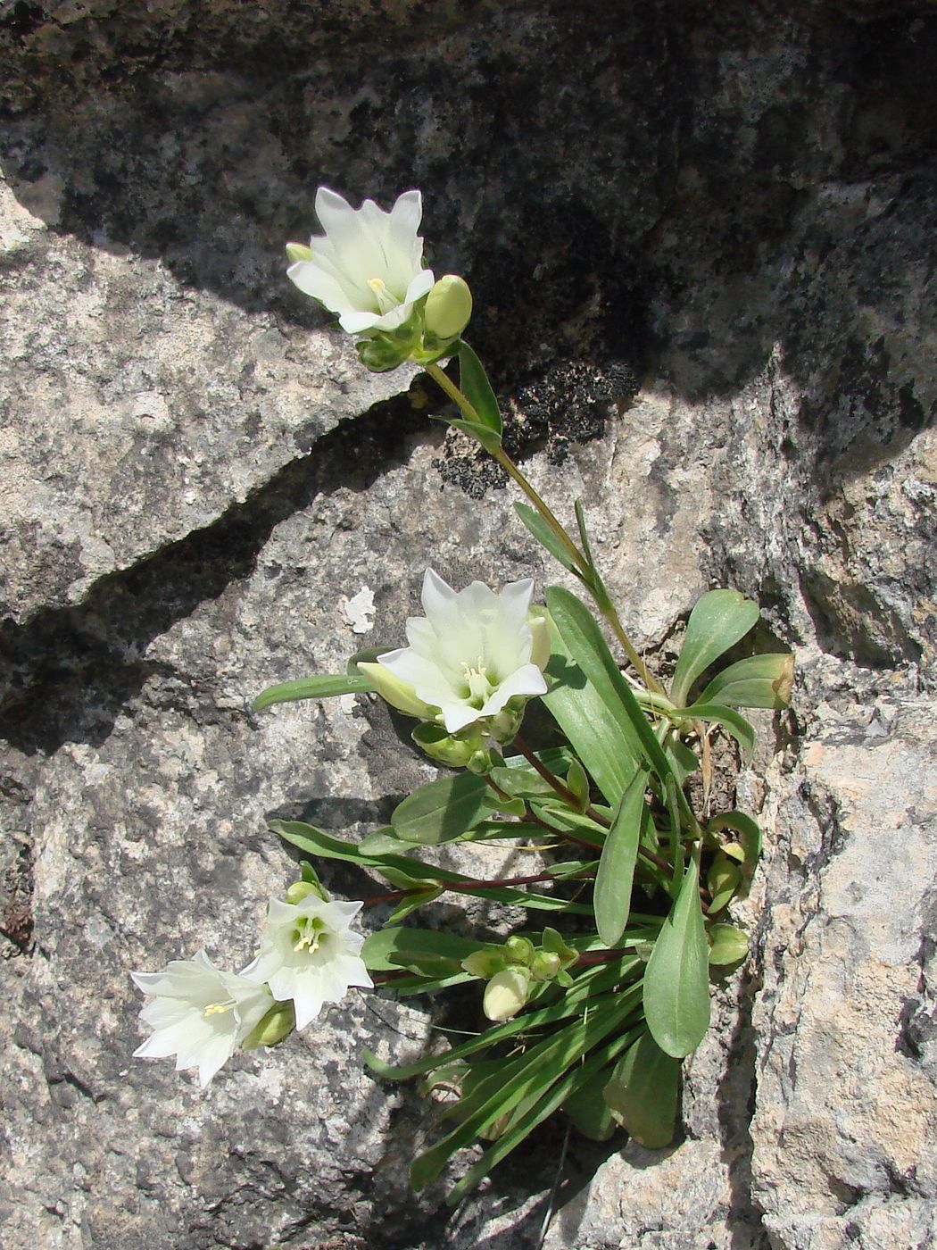 Image of Gentiana olivieri specimen.